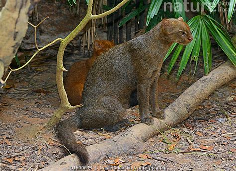 Jaguarundi for sale. Things To Know About Jaguarundi for sale. 